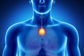 thymus