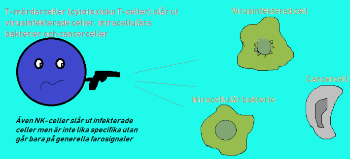 bider